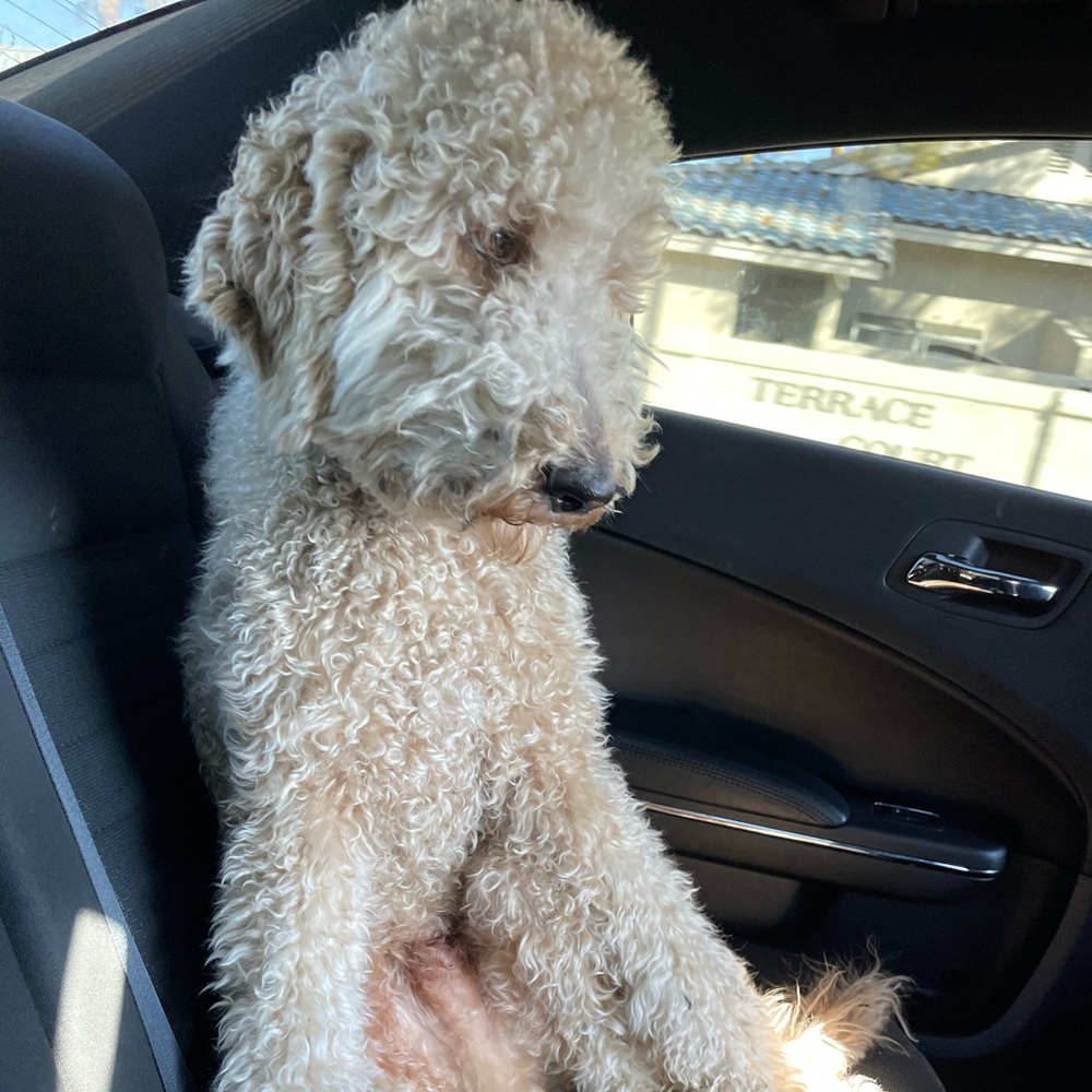 Meet your Posher, Tiffiny